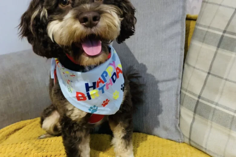 Shih Tzu