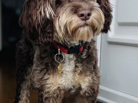 Shih Tzu