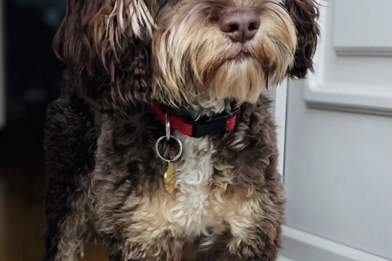 Shih Tzu