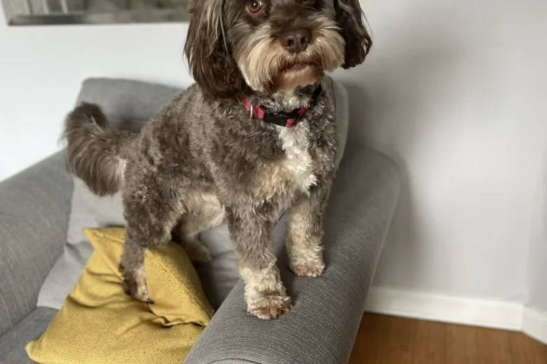 Shih Tzu