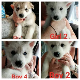 Siberian Husky - Both