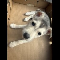 Siberian Husky - Both