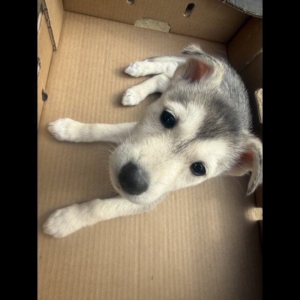 Siberian Husky - Both