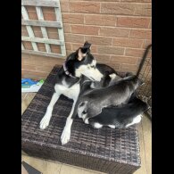 Siberian Husky - Both