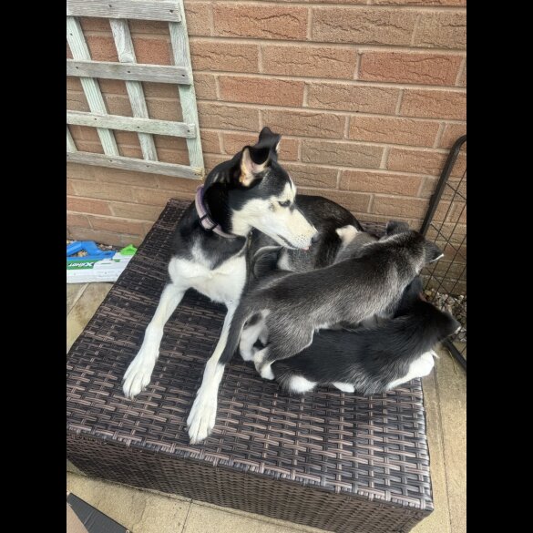 Siberian Husky - Both