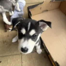 Siberian Husky - Both