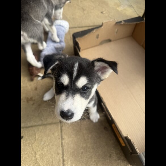 Siberian Husky - Both