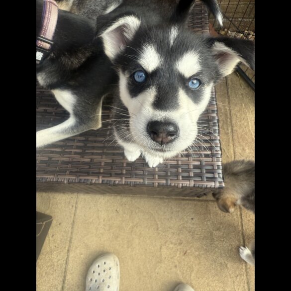 Siberian Husky - Both