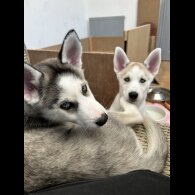 Siberian Husky - Both