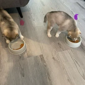 Siberian Husky - Bitches