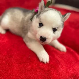 Siberian Husky - Both