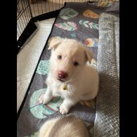 Siberian Husky - Both