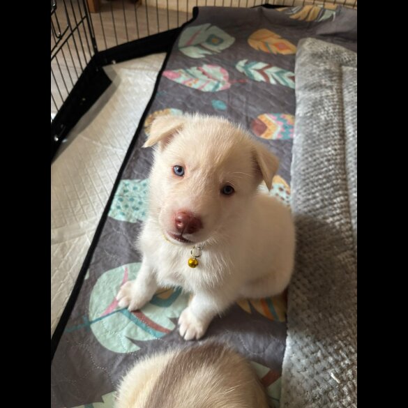 Siberian Husky - Both