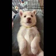 Siberian Husky - Both