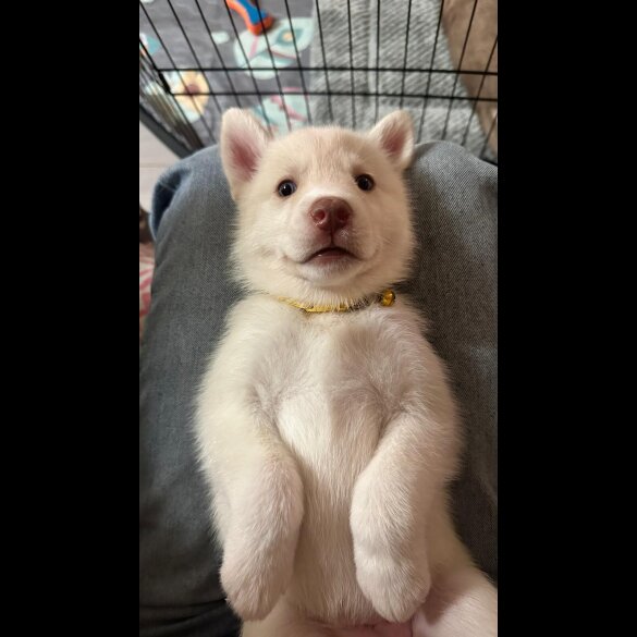 Siberian Husky - Both