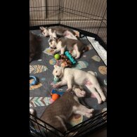 Siberian Husky - Both
