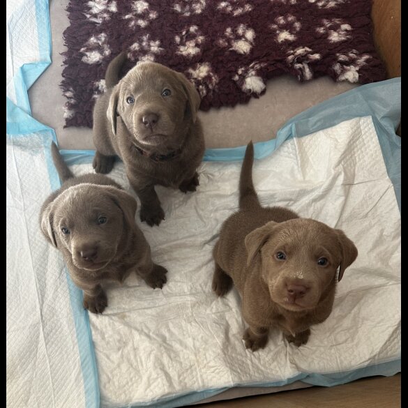 Labrador Retriever - Both