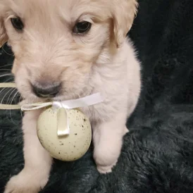 Golden Retriever - Both