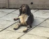 English Springer Spaniel