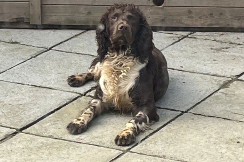 English Springer Spaniel