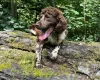 English Springer Spaniel