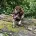 English Springer Spaniel