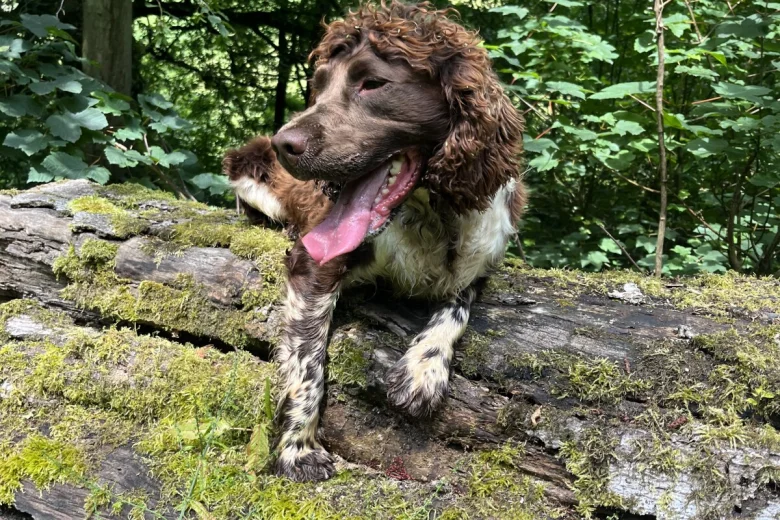 English Springer Spaniel