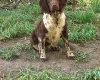 English Springer Spaniel