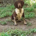 English Springer Spaniel