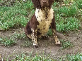 English Springer Spaniel