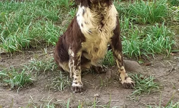 English Springer Spaniel