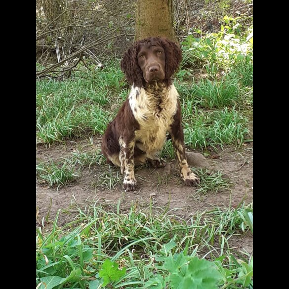 English Springer Spaniel
