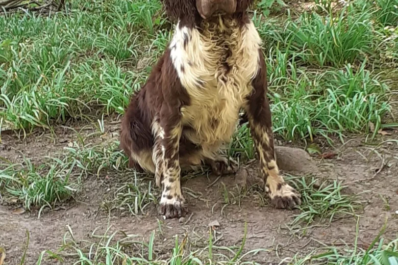 English Springer Spaniel