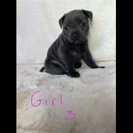 Staffordshire Bull Terrier - Both