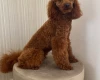 Miniature Poodle