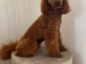 Miniature Poodle