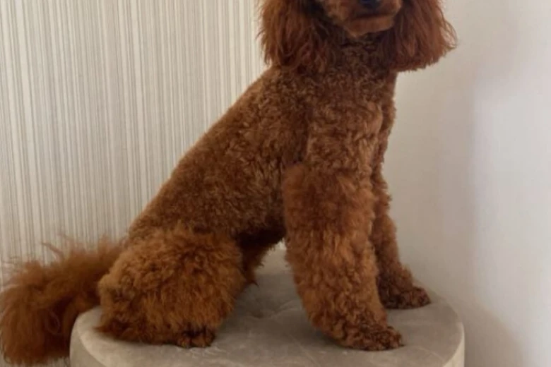 Miniature Poodle