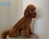Miniature Poodle