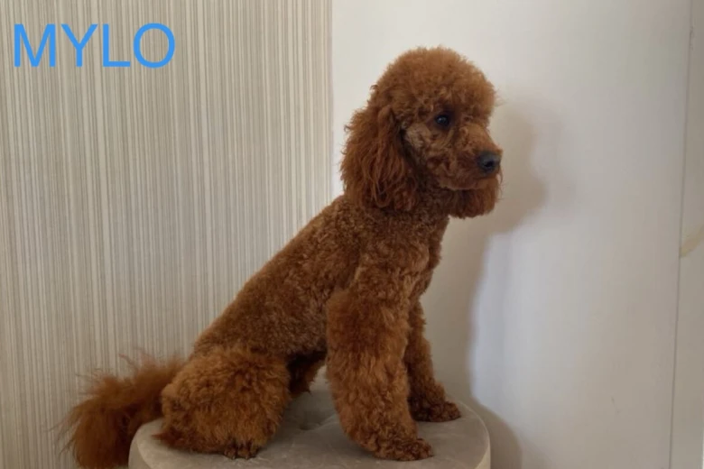 Miniature Poodle