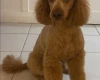 Miniature Poodle