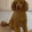 Miniature Poodle