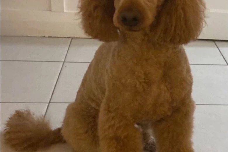 Miniature Poodle