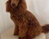 Miniature Poodle