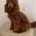 Miniature Poodle