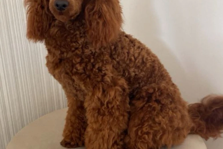 Miniature Poodle