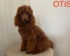Miniature Poodle