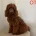 Miniature Poodle