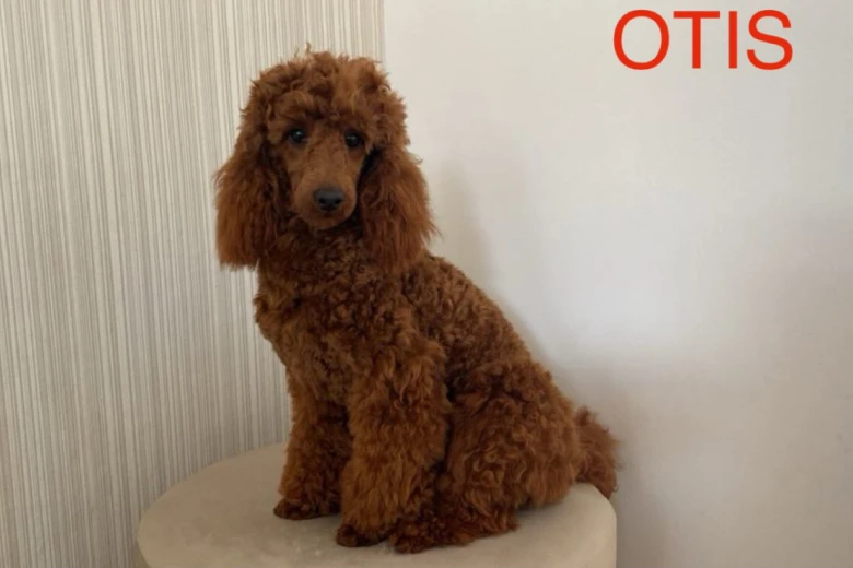 Miniature Poodle