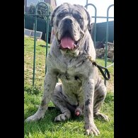 Cane Corso