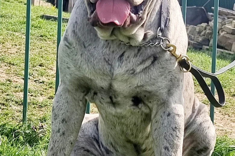 Cane Corso